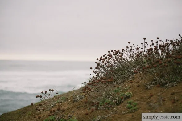 Bay Area Fine Art Nature Photographer