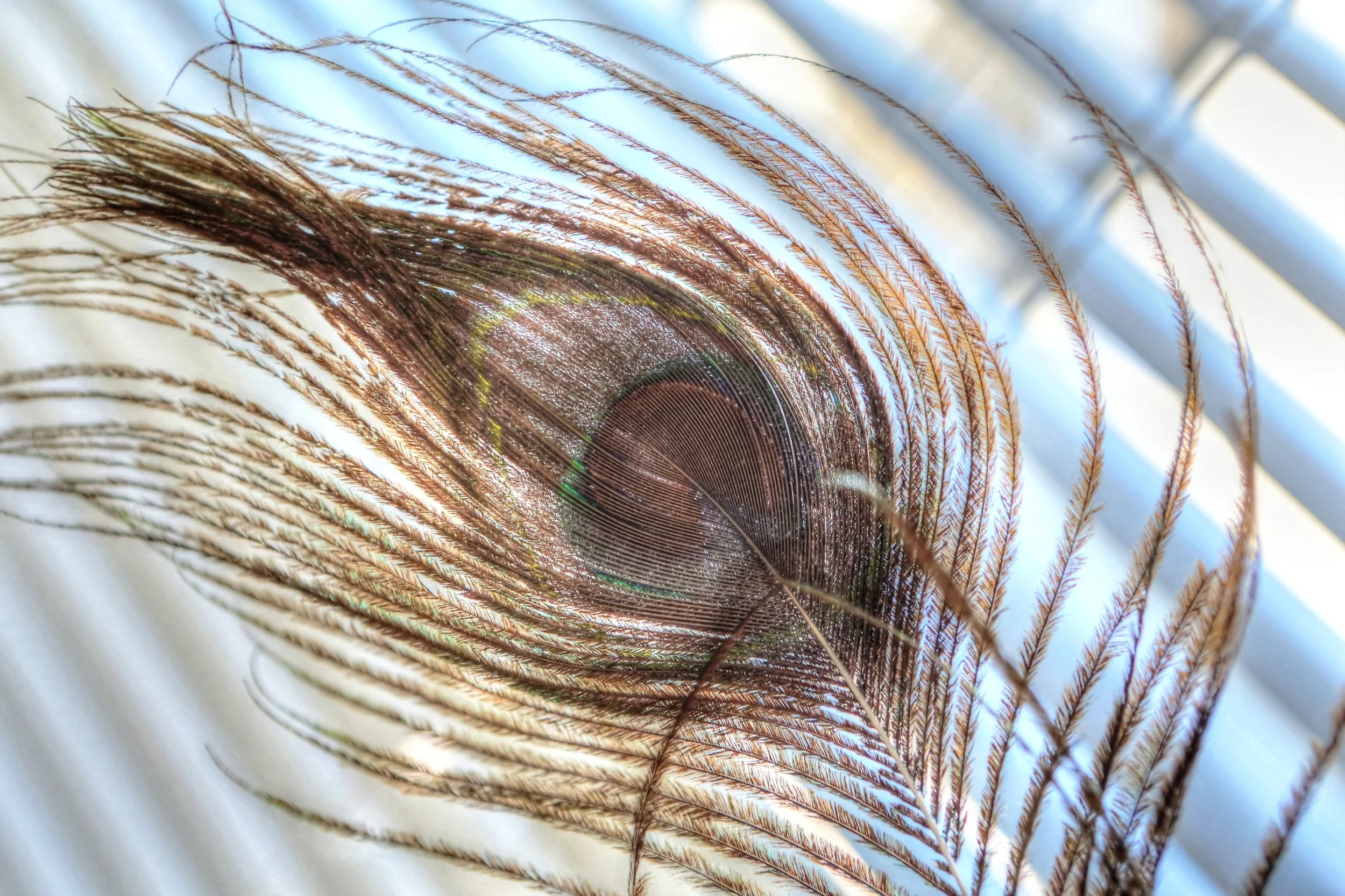 peacock feather.jpg