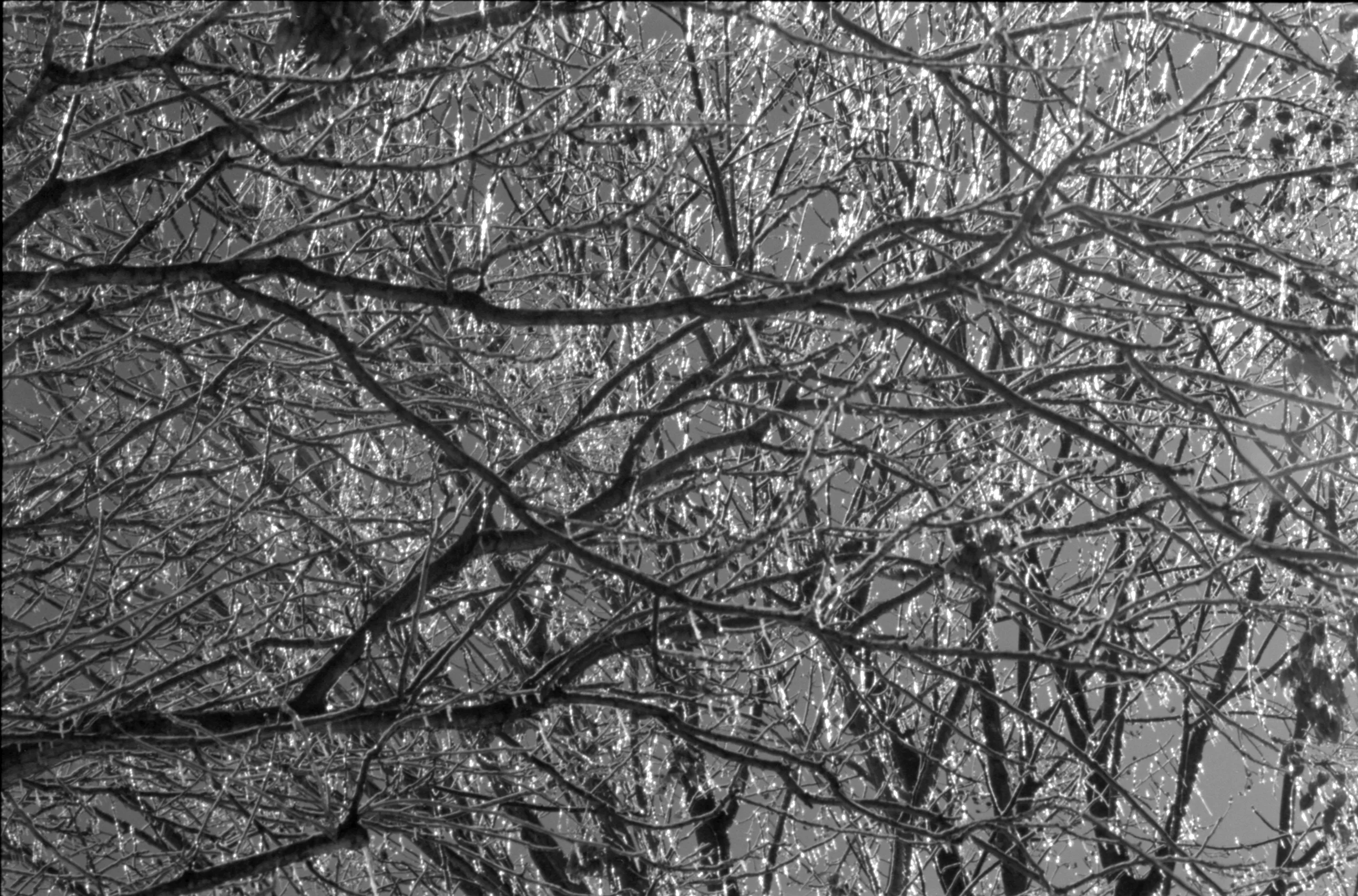 Epson_25_OlyOM_IlfordHP5_9A.jpg