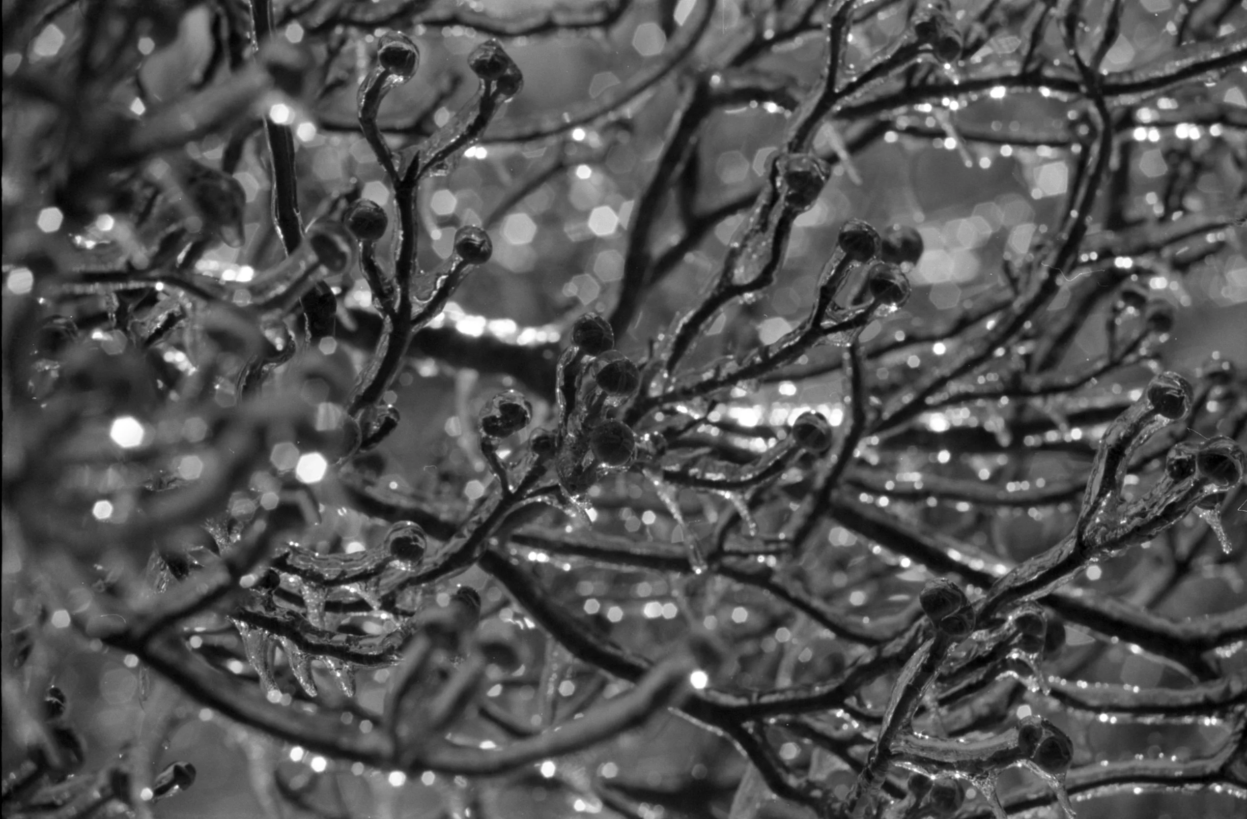 Epson_3127_OlyOM_BW400CN_19A.jpg