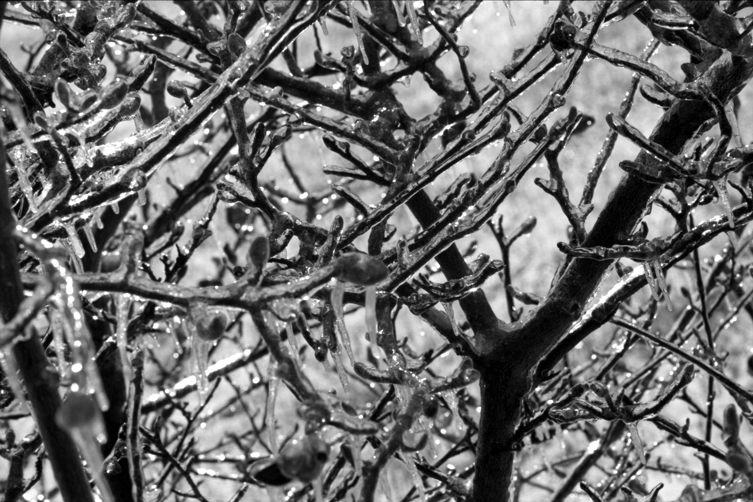 Epson_25_OlyOM_IlfordHP5_25A.jpg
