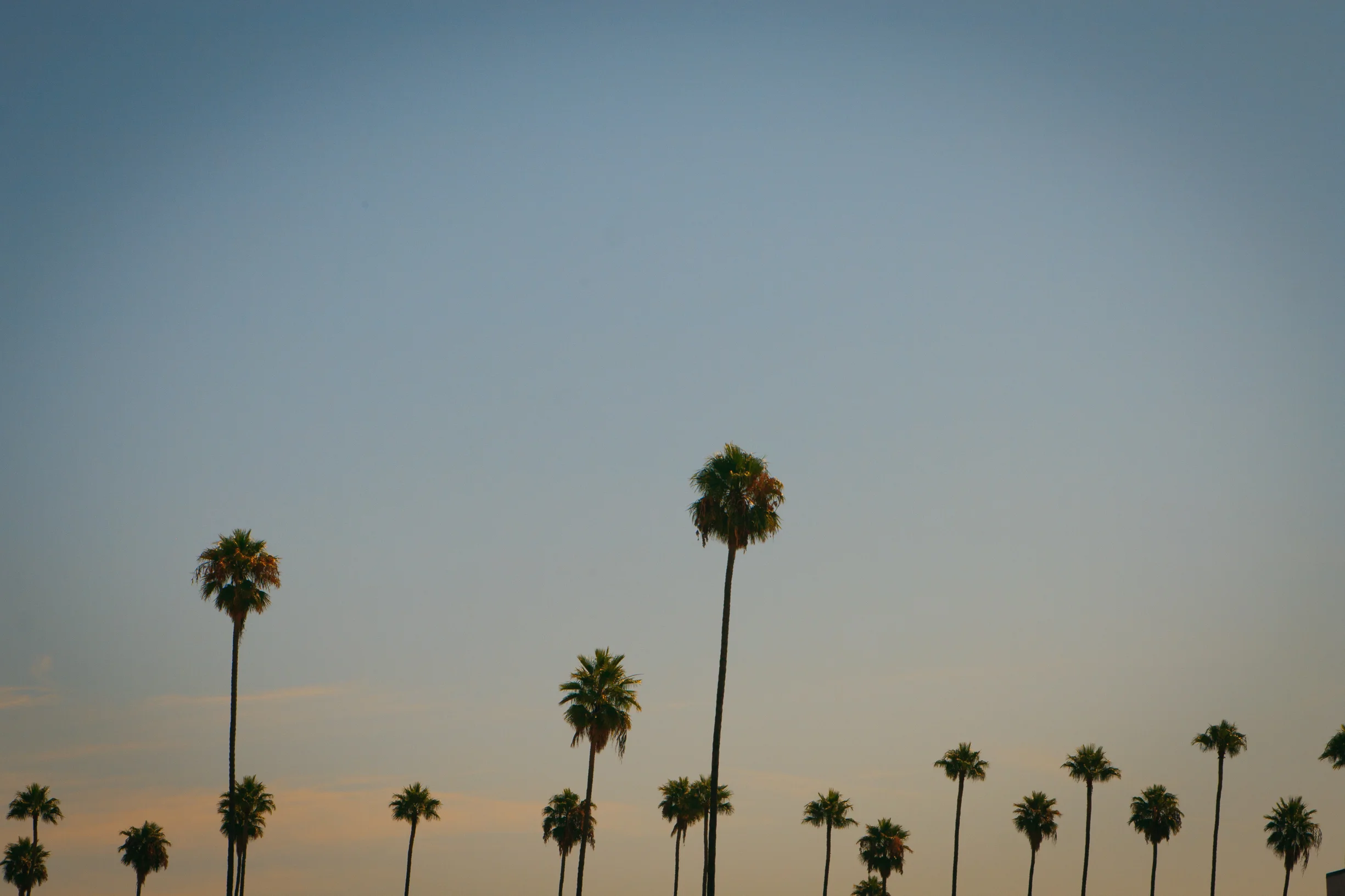 Palms