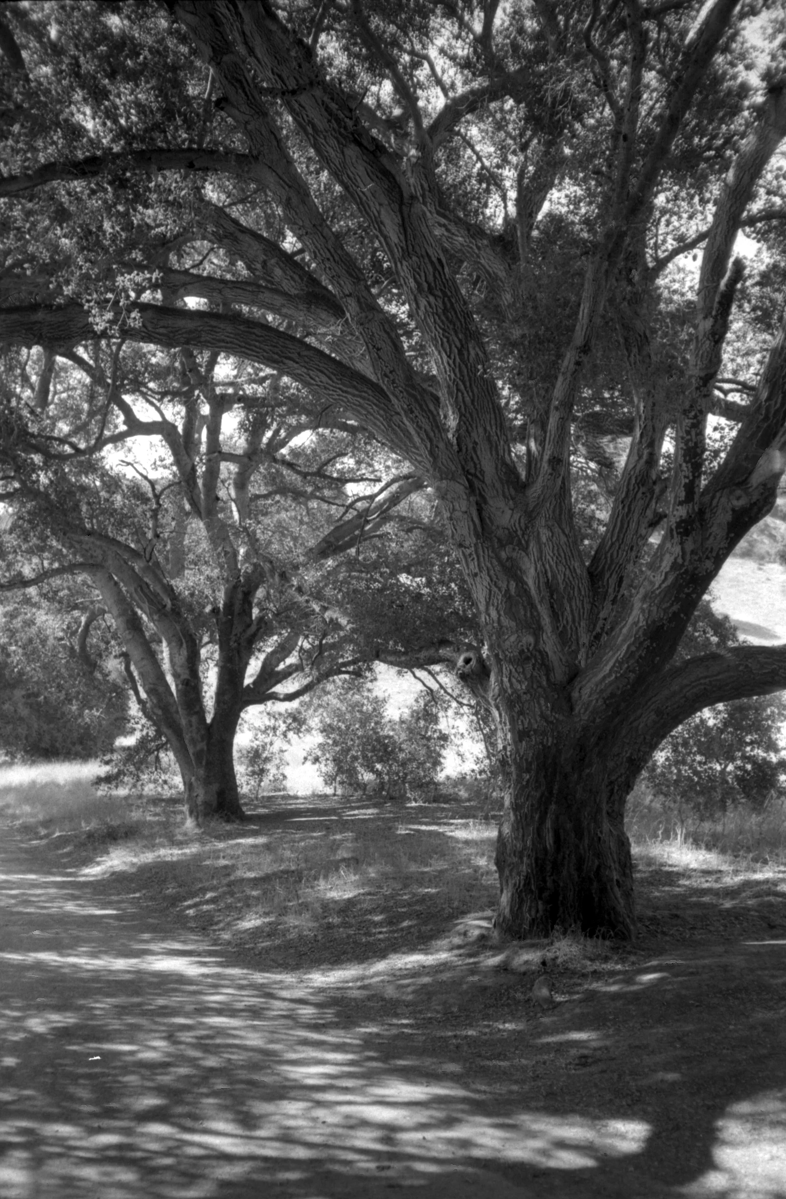 Malibu Creek #3