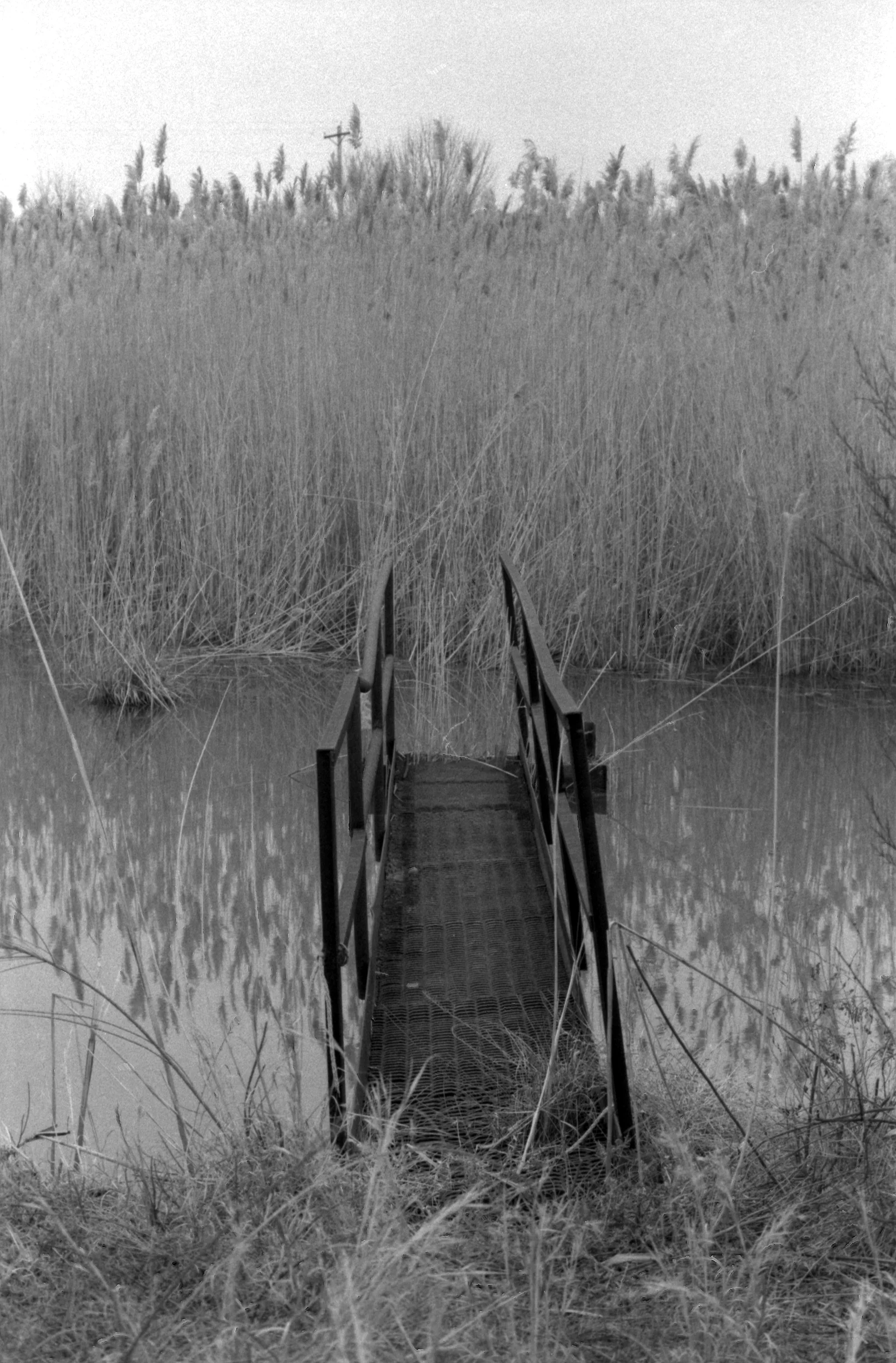 Epson_03042011_0771_OlyOM_HP5_3A.jpg