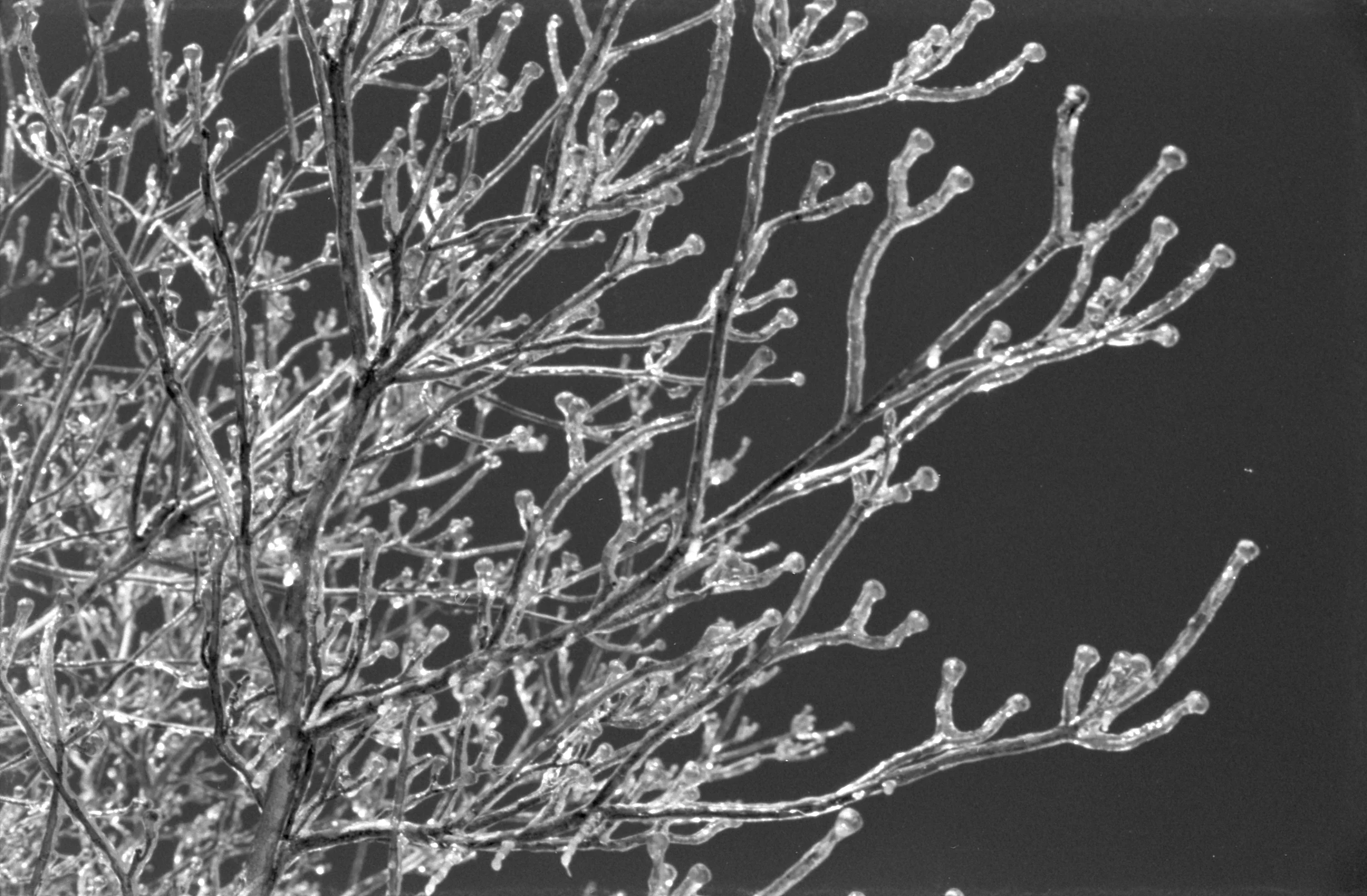 Epson_3127_OlyOM_BW400CN_30A.jpg