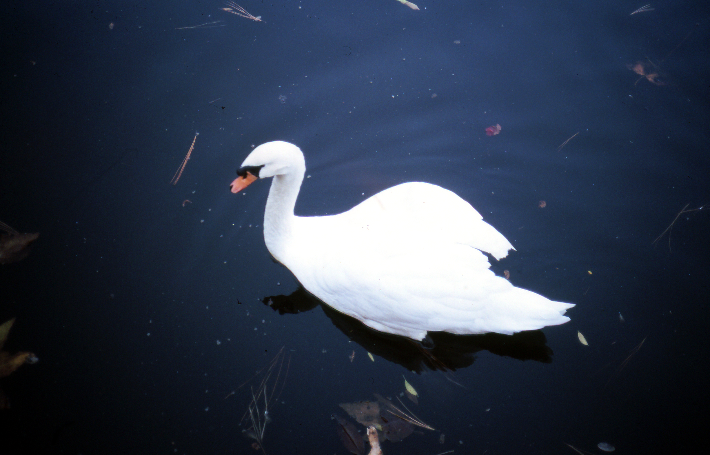 Swan