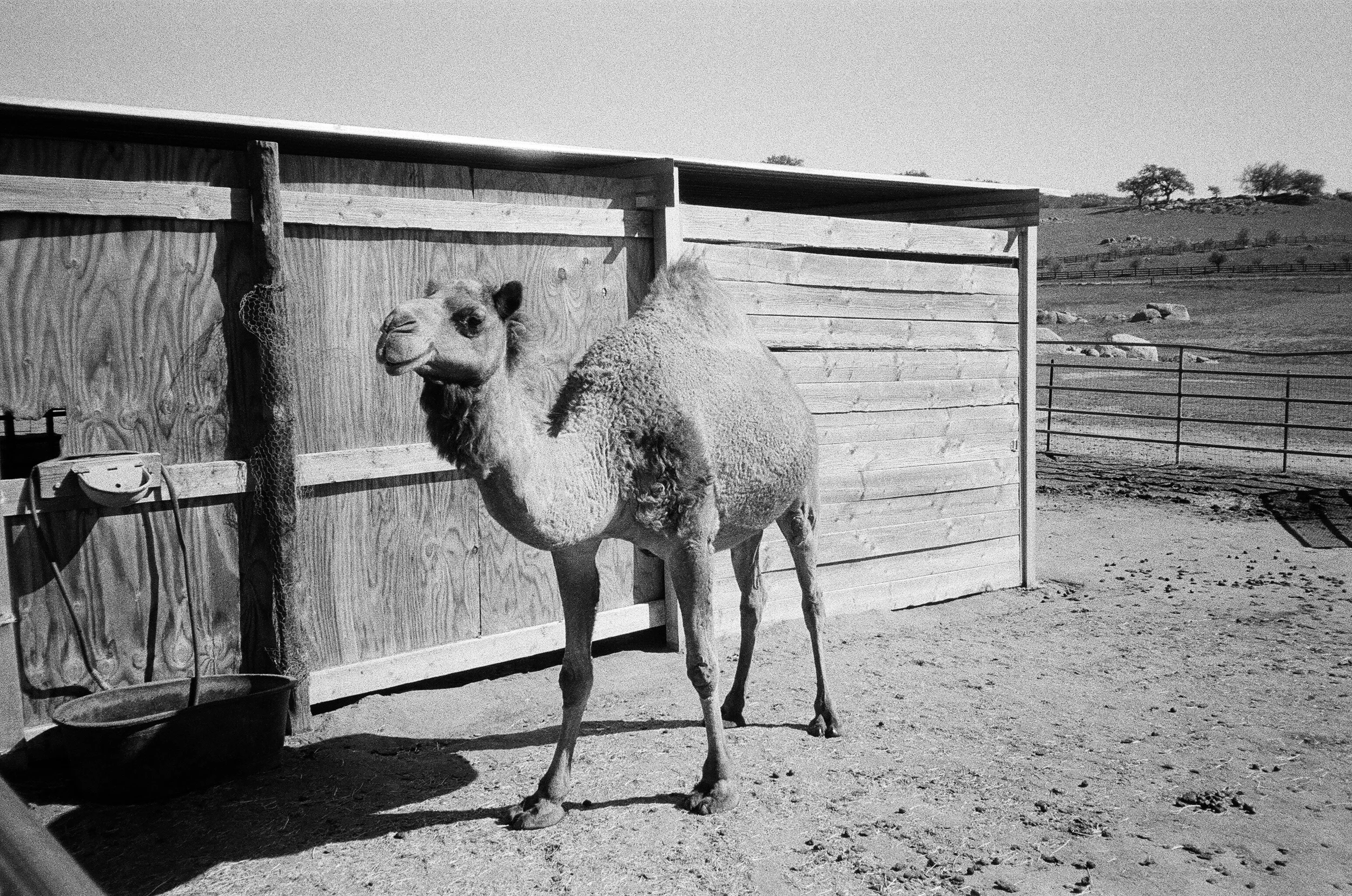 Camel