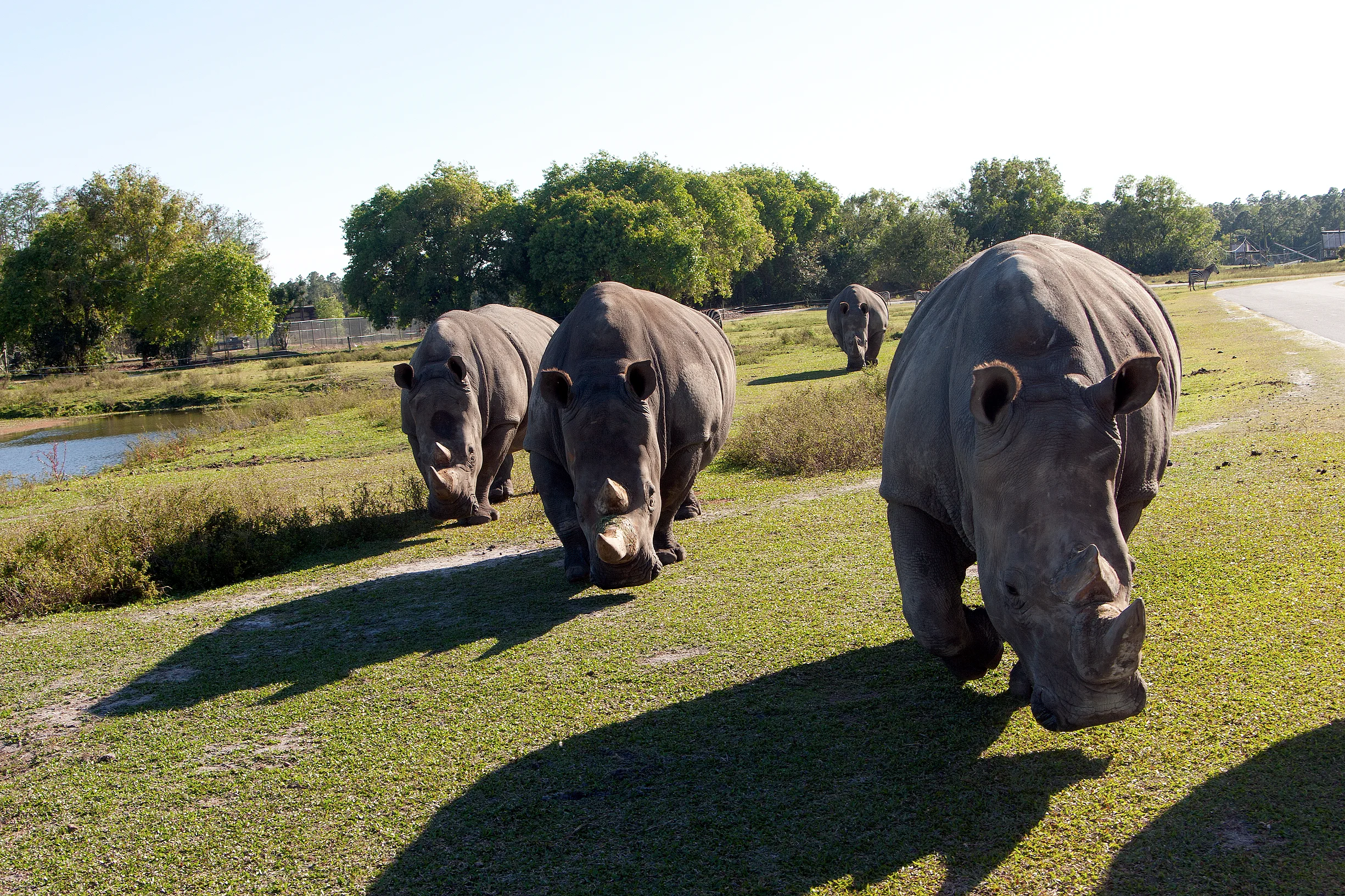 Rhinos