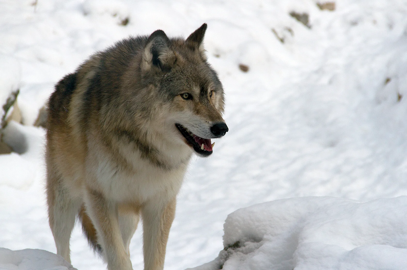 Wolf