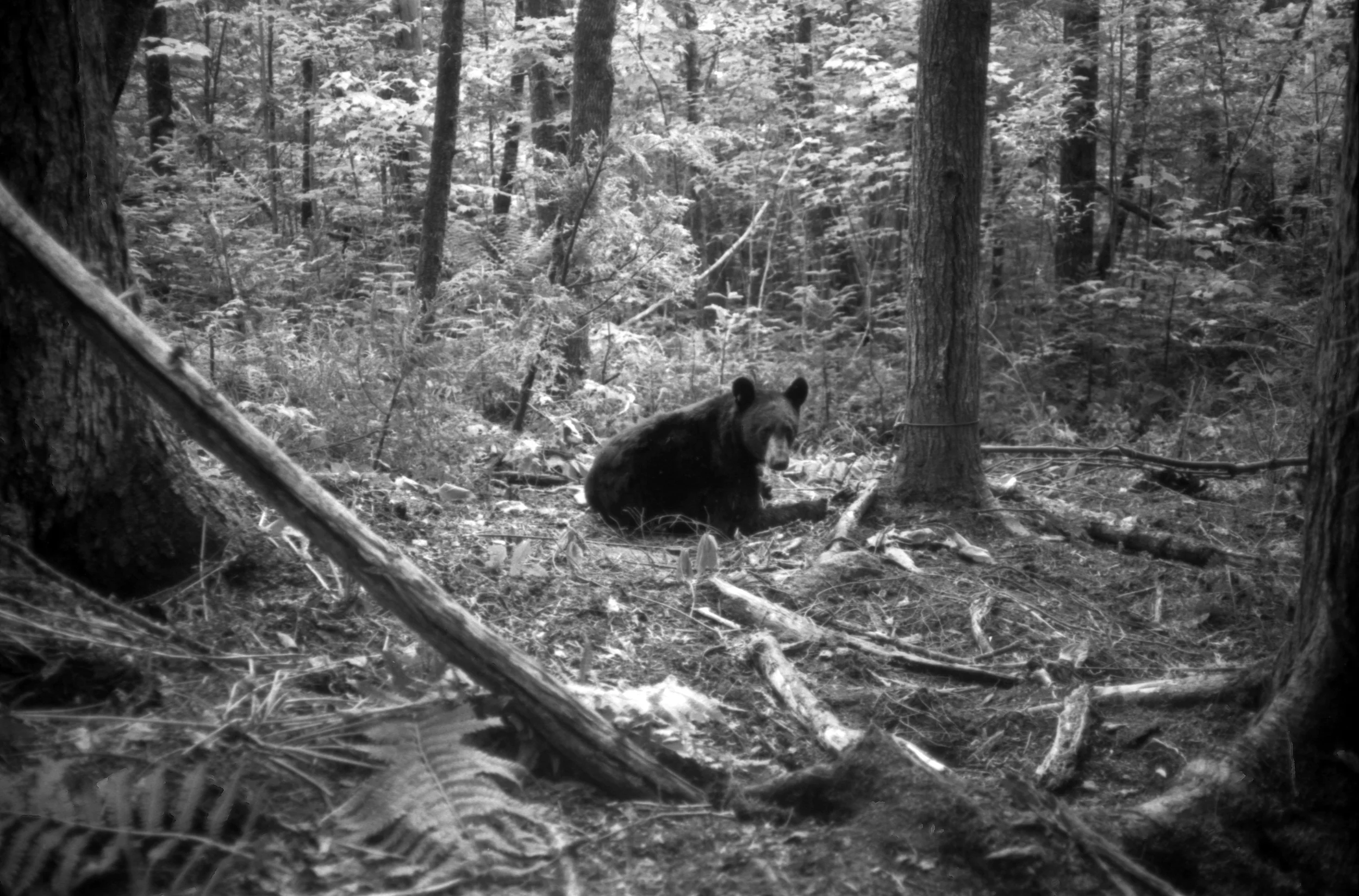 Black Bear