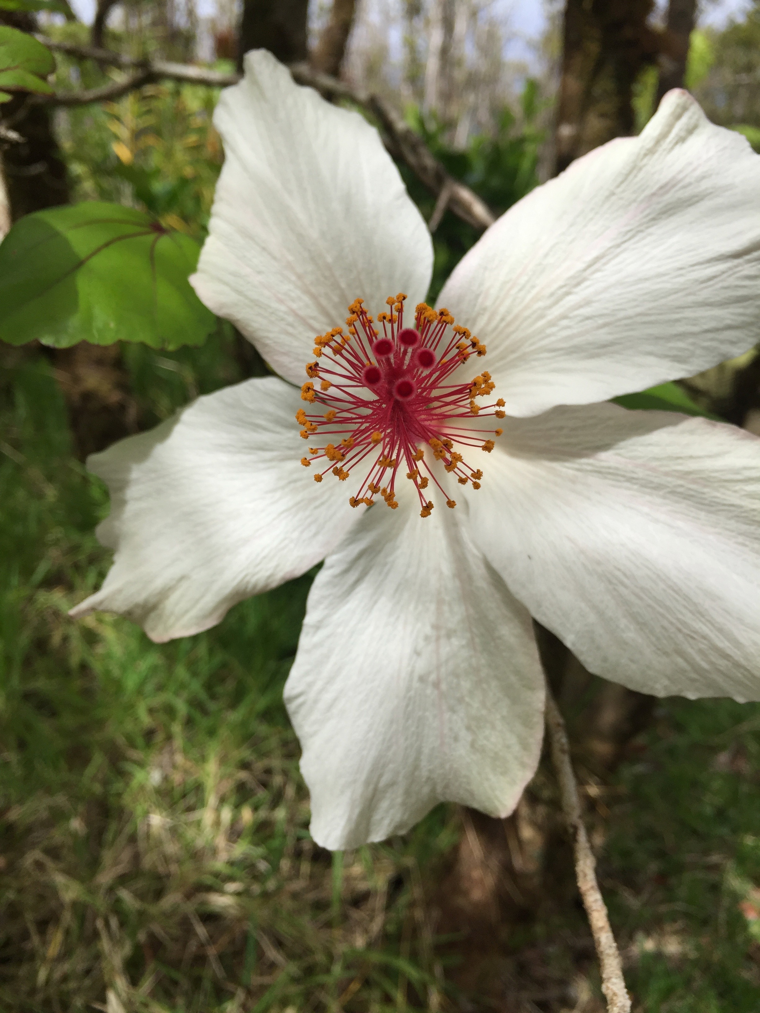 IMG_0004.jpeg