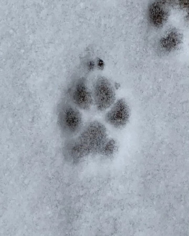 /
&ldquo;Is it too subtle?&rdquo;
he wondered for many days.
Giving pause is good.
/
#dk_persistence_series 
/
#haiku #walking #pawprints #pawprinting #printing #flurries #snow #paw #paws #pause #👣 #dogs #tracking #tracks #animaltracks #plusfivetrac