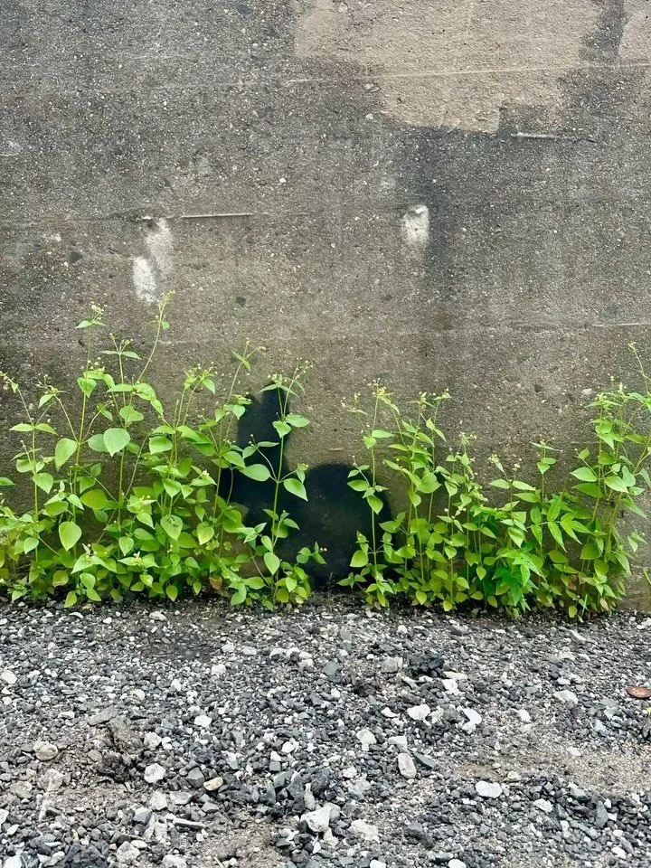 /
Just the other day,
I met an alley bunny.
Sitting very still.
/
#haiku #animation #timelapse #bunny #dandilion #gravel #hartfordhasit