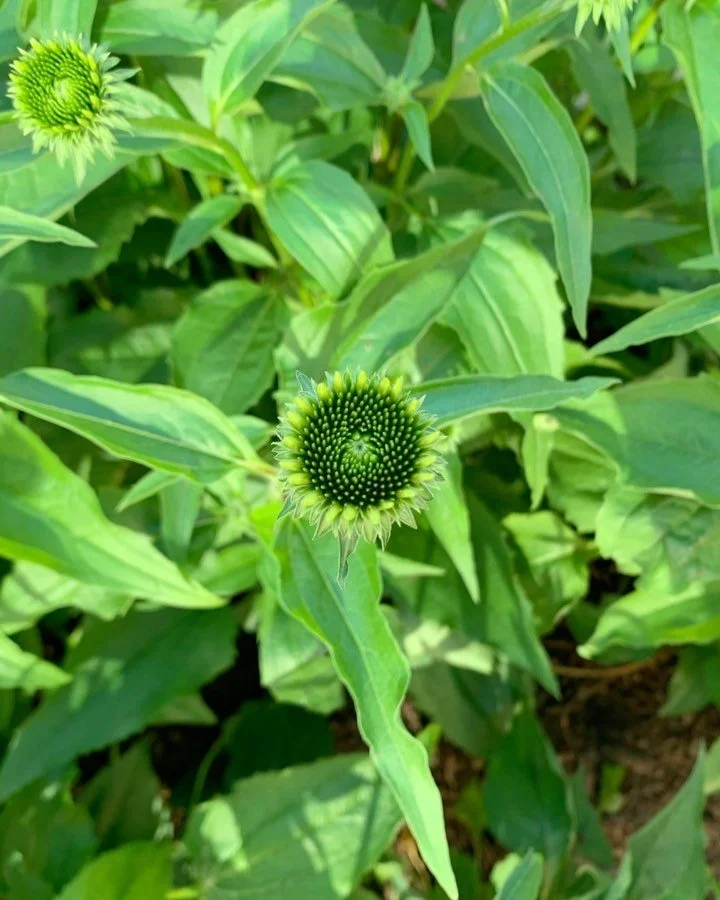 /
Pollen rings calling
to me behind a building.
Walking above all.
/
#haiku #animation #flowers #pollen #28frames