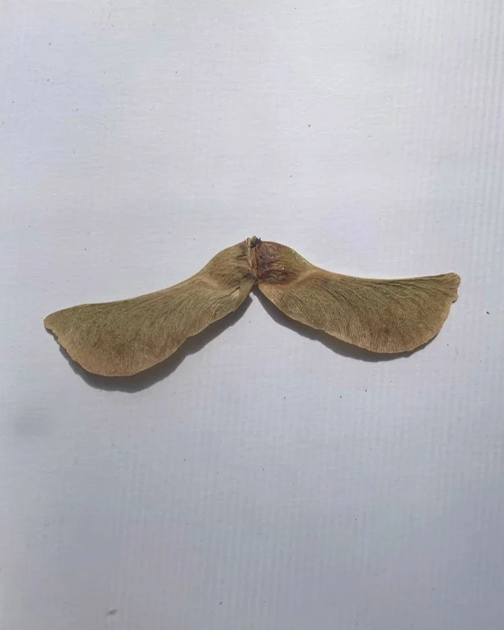 /
Seed are everywhere.
Propeller wings spinning &lsquo;round
hit you in the face.
/
#dk_persistence_series 
/
#haiku #seeds #animation #stopmotion #wings #flying #madeoniphone #shotoniphone