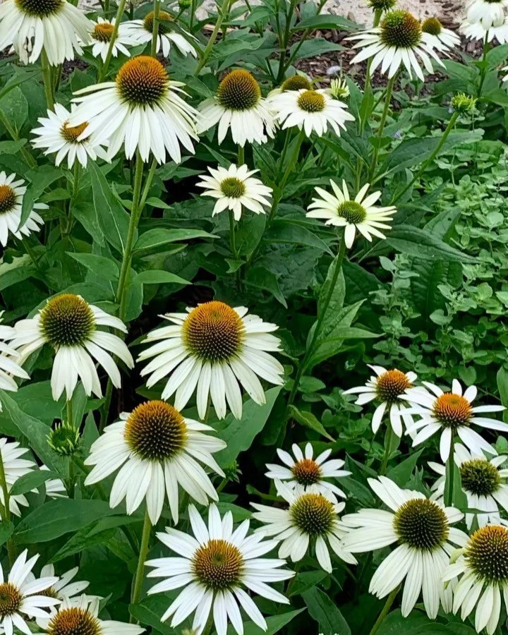 /
What does a bee see?
Getting closer is a start.
Beauty in decay.
/
Made while listening to @gallery_six
/
#dk_persistence_series 
/
#haiku #animation #walking #walkingaround #notmyflowers #flowers #petals #spikes #nature #geometry #bee #bees #shoto