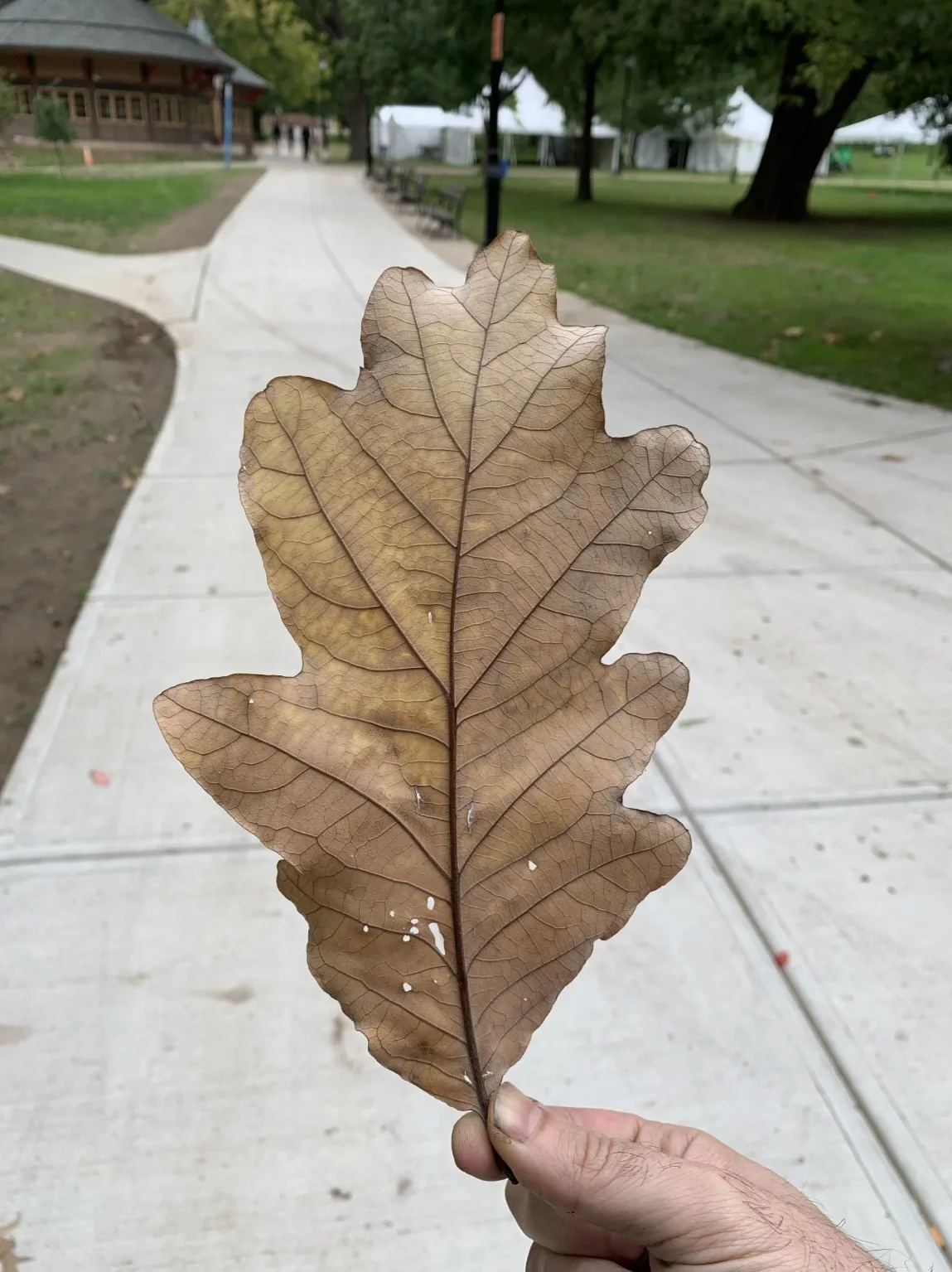 oak-leaf-pix.jpg