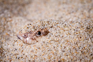 20110208_Studio_Macro-118-2.jpg
