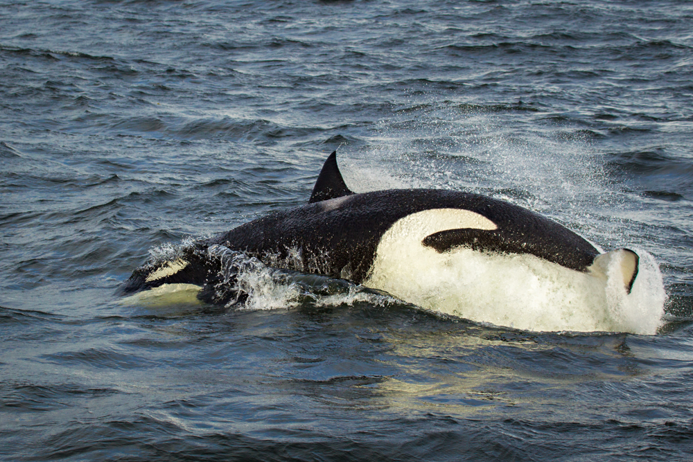Killer whale attacking a Steller's sea lion