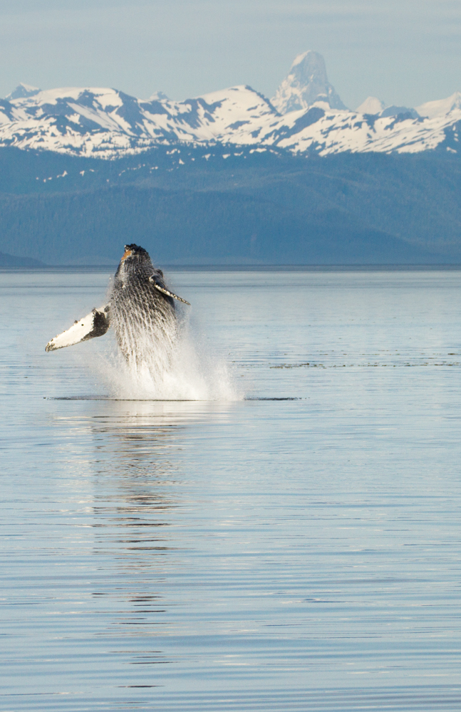 A humpback whale going for it in front of Devil's Thumb