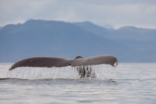 whale.jpg