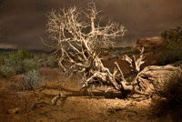 Barren Beauty by Kevin Cole