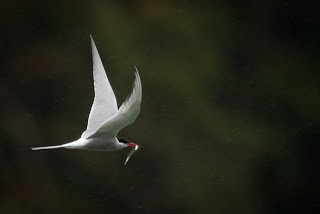The Arctic Tern nests on the ground in some very sensitive locations.