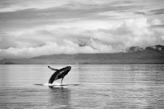Baby humpack having fun.