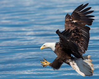 ​Canon 5D Mk III, EF 400mm f/2.8L, ISO 200, f/5.6, 1/2000