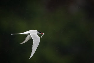 For those curious, Canon 1D Mk III, EF 800mm f/5.6L, and RRS PG-02