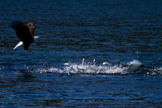 20110428_NorthernSong-1460.jpg