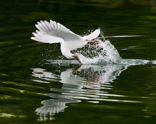 20110501_NorthernSong-351.jpg