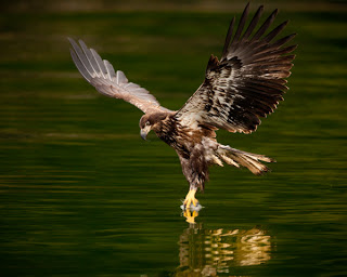 Love the dirty birds (juveniles)! Notice the bright spot in the talons. Normally a piece of bait...as it is here.