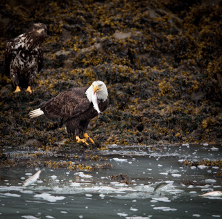 A single eagle at the "sushi bar" with one on deck. Notice the fish jumping out of the water in the foreground.