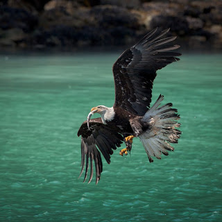 Image from PG-02 mounted Canon 1D Mk III with EF 400mm f/2.8L