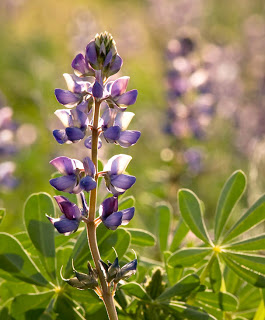 CA_flowers02_lupin%255B1%255D.jpg