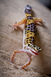 20110208_Studio_Macro-95-2.jpg