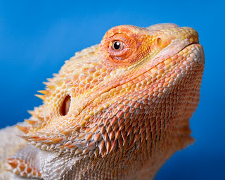 20110208_Studio_Macro-163-2.jpg