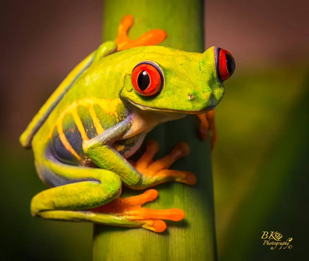 California Photo Festival Photography Contest Winner Barbi Kutilek www.I magesbybk.com