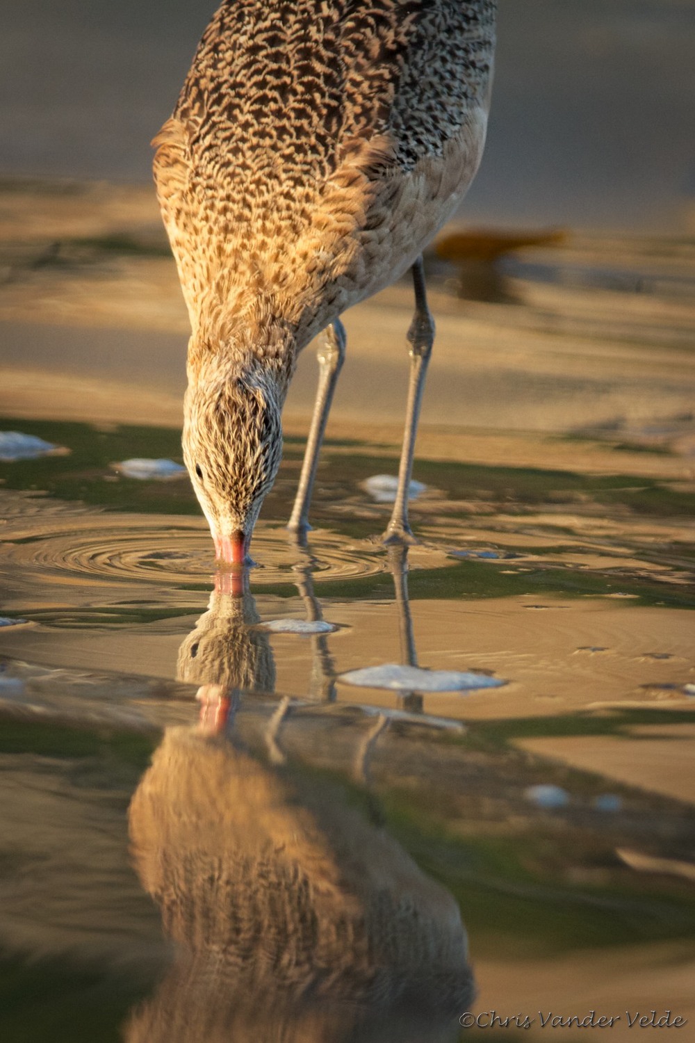 ChrisVanderVeldecvv-sunrise-shorebirds-reflection.jpg