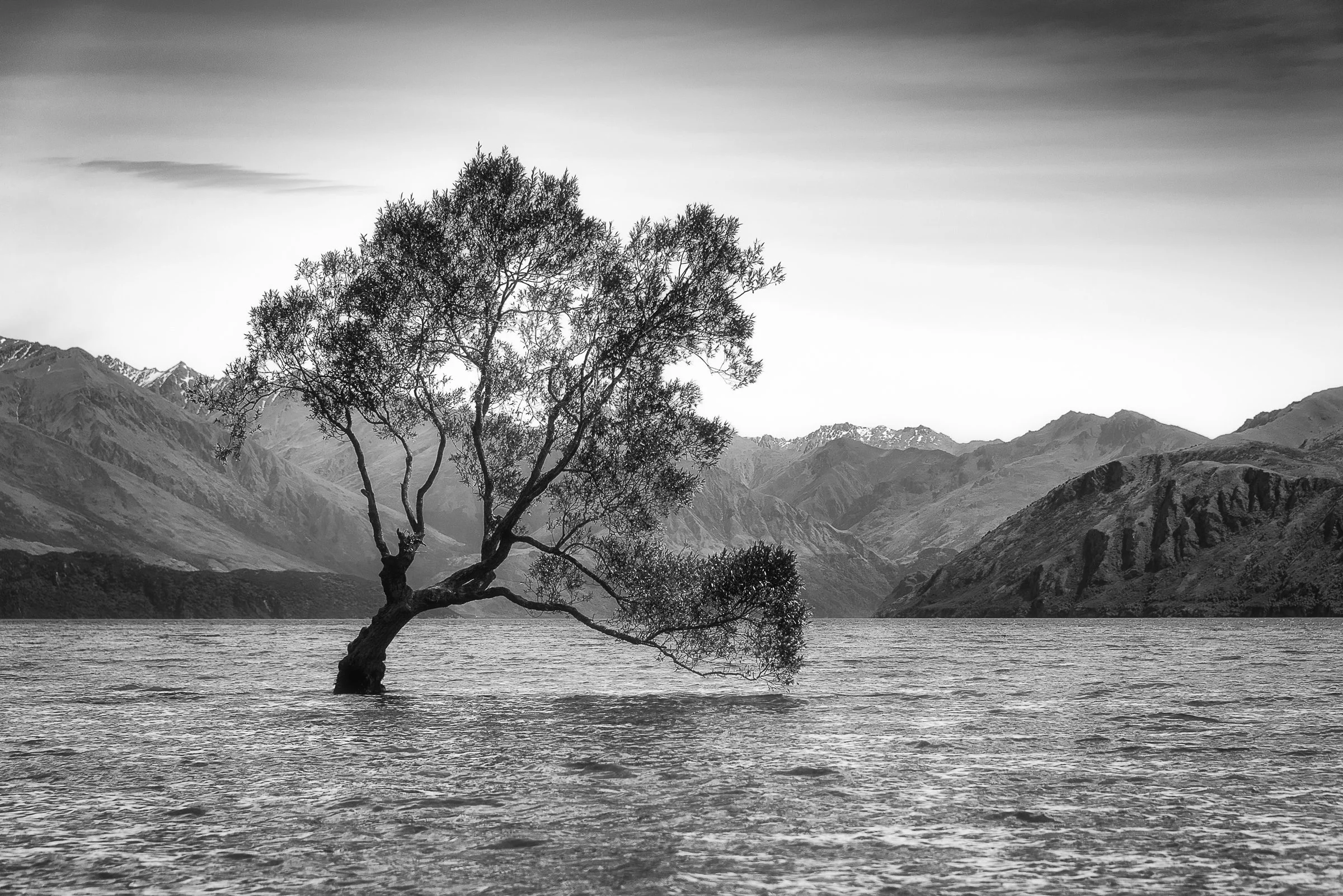 Wanaka Willow
