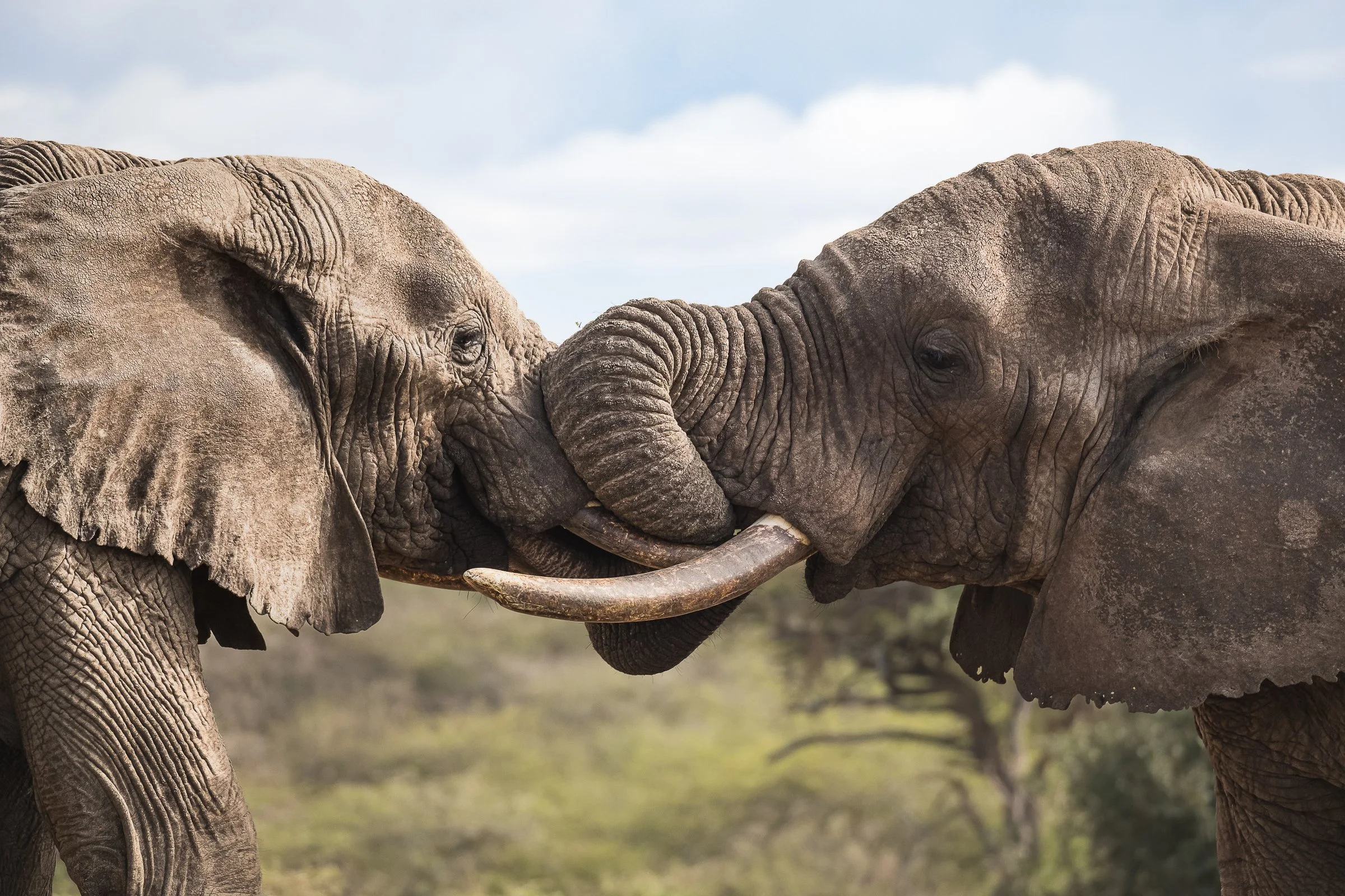 Trunk Wrestle
