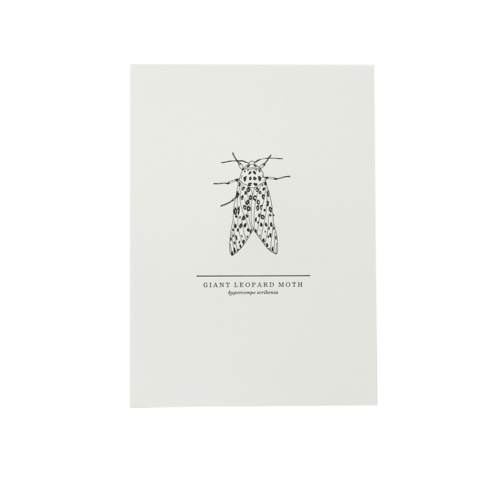 mothprint_large.jpg