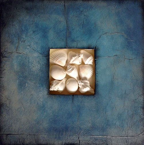 White Shells 14 x 14" on wood