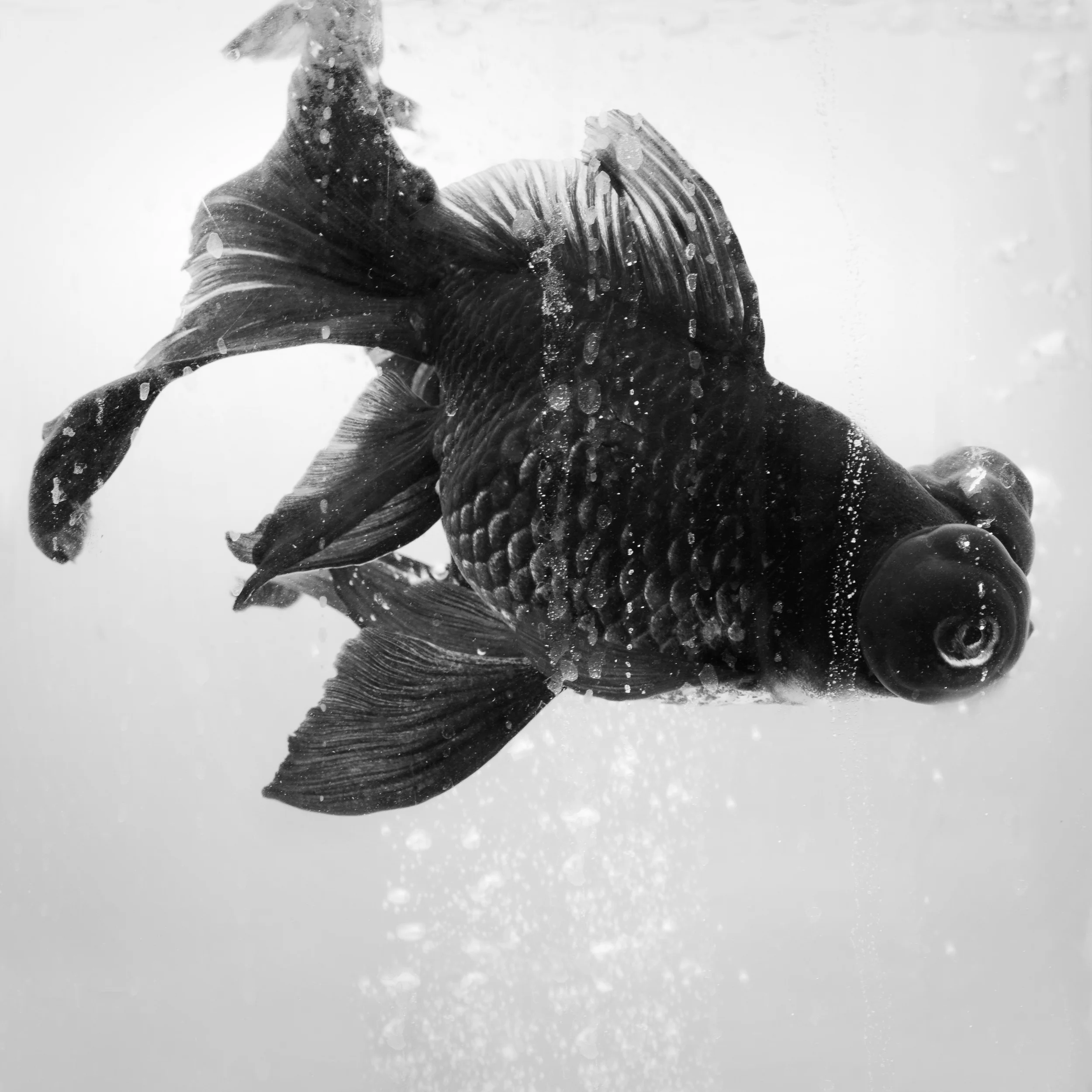 goldfish-3.jpg