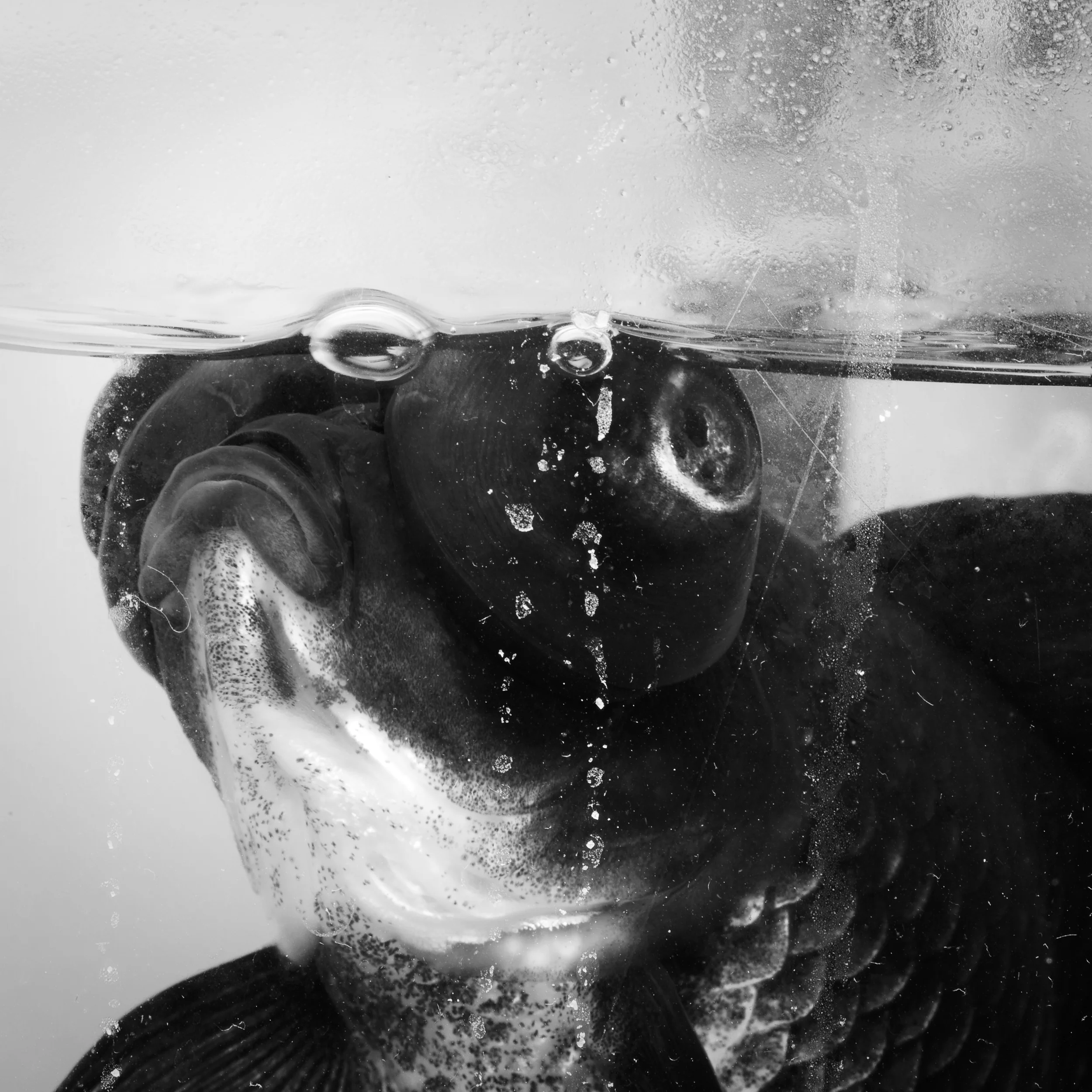 goldfish.jpg