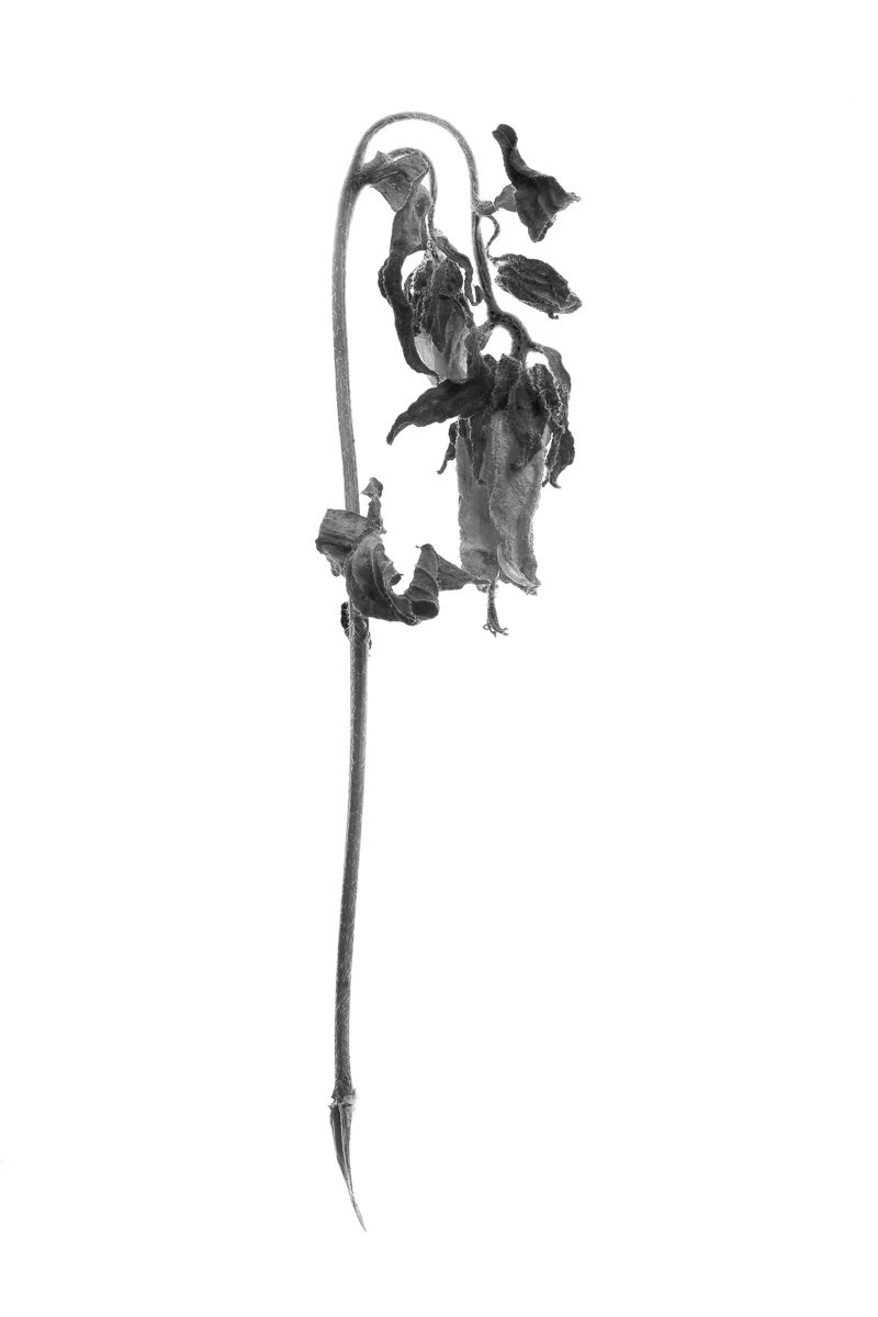 dead_flowers_03.jpg