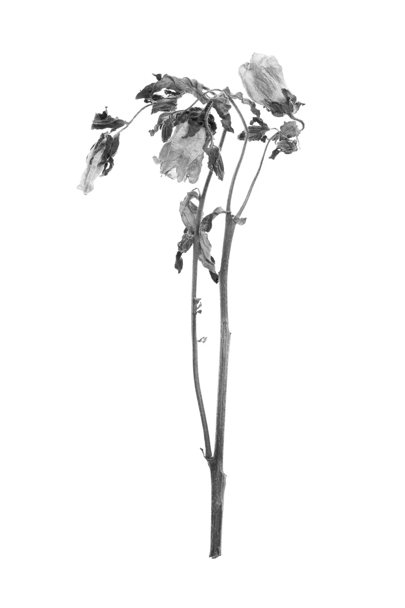 dead_flowers_05.jpg