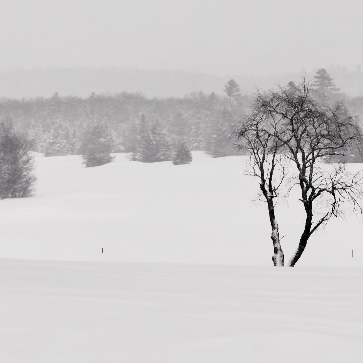 B/W snowscape #snow #snowscape #blackandwhite