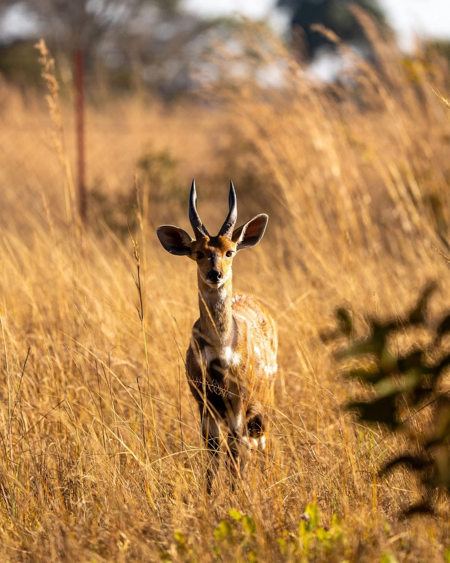 Zambia safari (although the first one was just outside my hotel room, the giraffe was on the safari!) #animals #giraffe #safari #zambia #africa